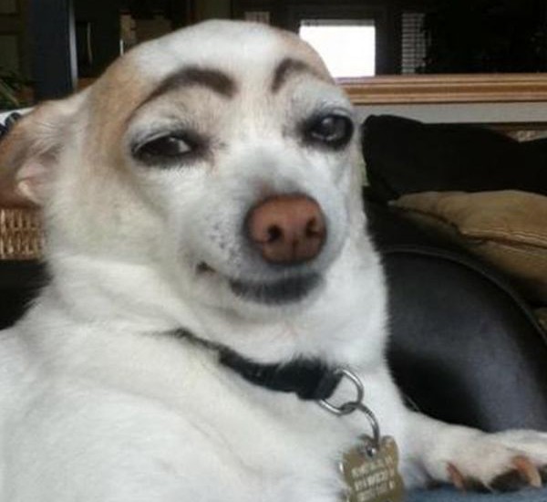 dog with Sassy Eyebrows