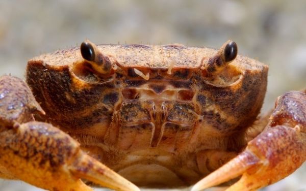 Singapore’s Freshwater Crab