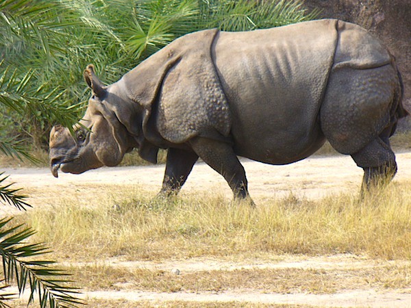 Southeast Asia’s Javan Rhino