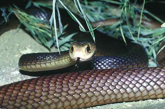 Taipan Snake