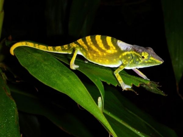 Tarzan’s Chameleon from Madagascar
