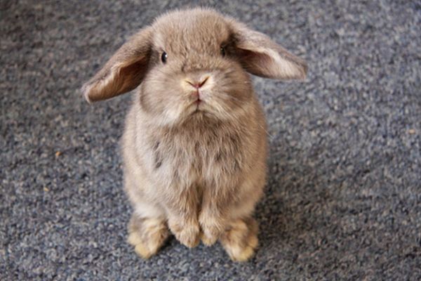 This Extremely Disappointed Bunny