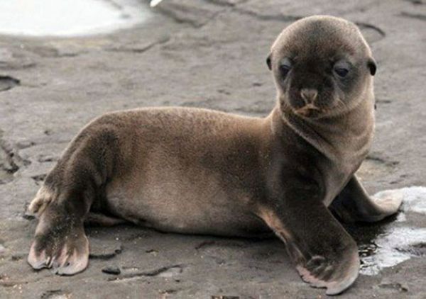 This Refined Baby Seal