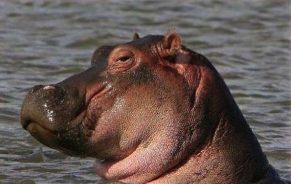 This Sexy Sassy Hippo