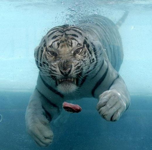 tiger under water
