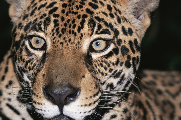 jaguar eyes