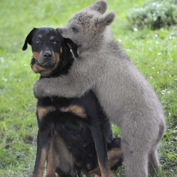 bear hugging dog