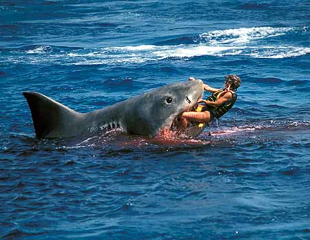Wrestling with a Shark