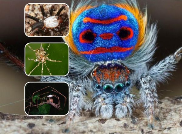 10 Recently Discovered Spiders That Will Give You Goosebumps