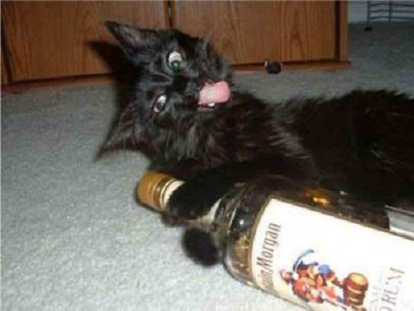 drunk cat