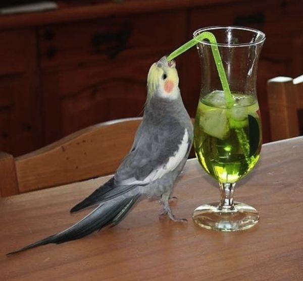 bird having cocktails