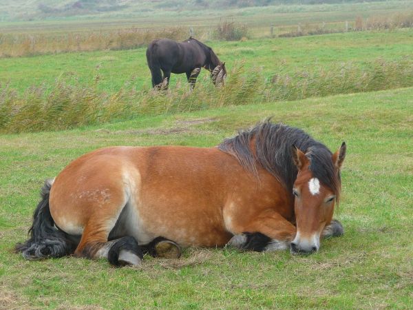 sleeping horse