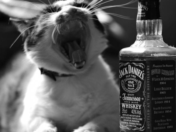 cat with jack daniels whiskey
