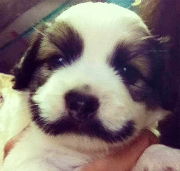 puppy with moustache
