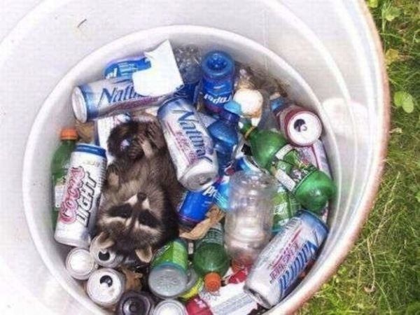 drunk raccoon