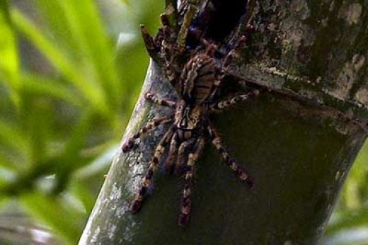 Indian Tiger Spider