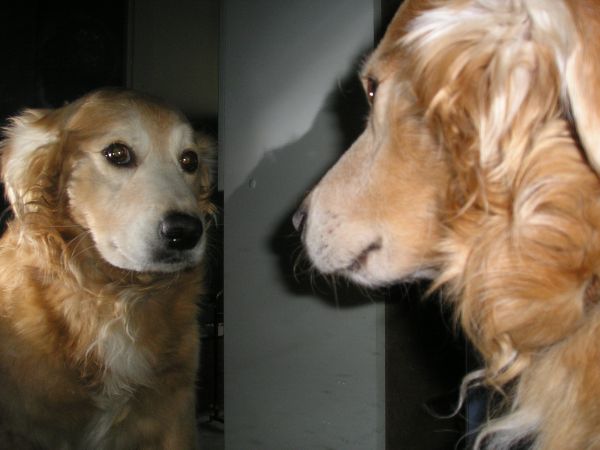 dog in front of mirror