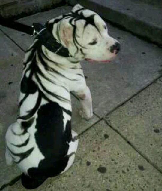 unique dog coat