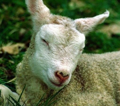 sleeping Sheep