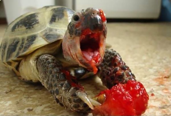 hungry turtle
