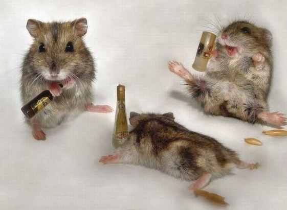 drunken mice