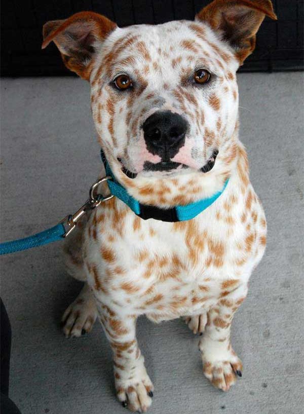 dog with freckles