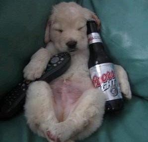 drunk puppy