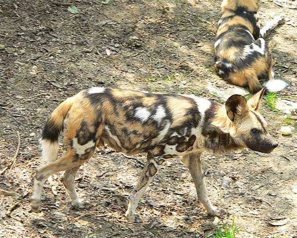 endangered african painted dogs