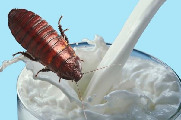 Cockroach milk